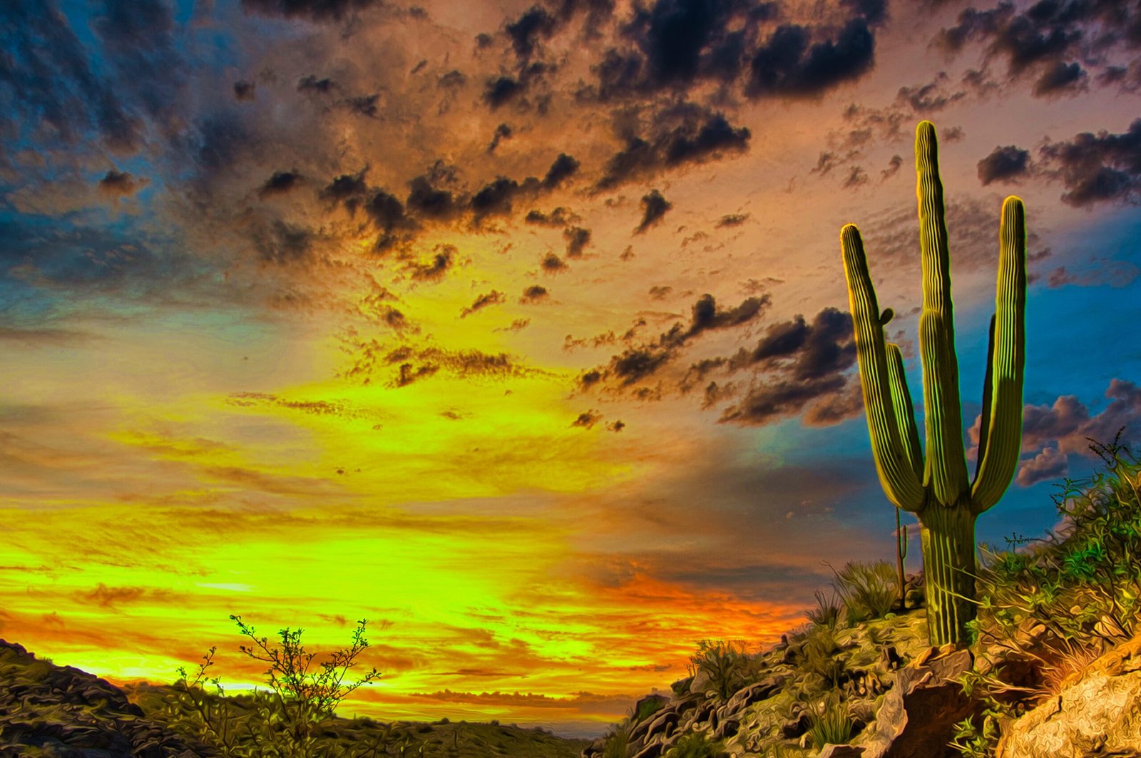 Arizona cactus in the sunset.